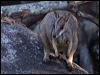 allied_rock_wallaby_182092