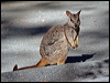 allied_rock_wallaby_37299