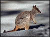 allied_rock_wallaby_37303