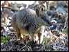 allied_rock_wallaby_37314