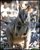 allied_rock_wallaby_37316