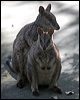 allied_rock_wallaby_81347