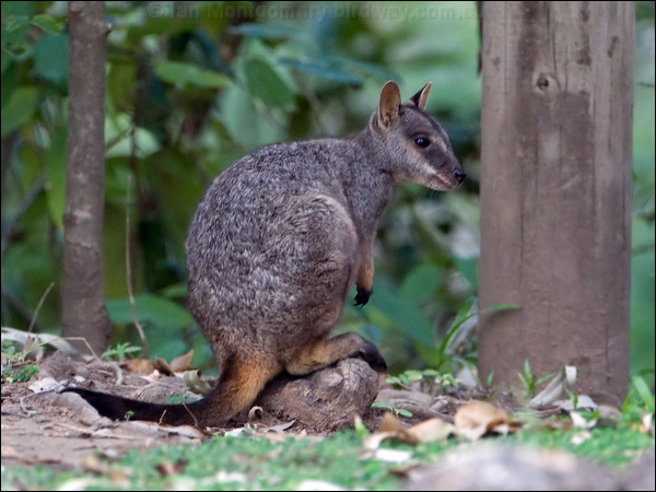 Allied Rock Wallaby allied_rock_wallaby_153359.psd