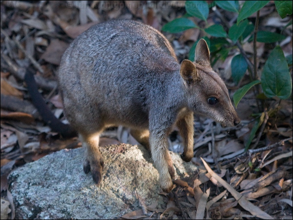 Allied Rock Wallaby allied_rock_wallaby_182081.psd