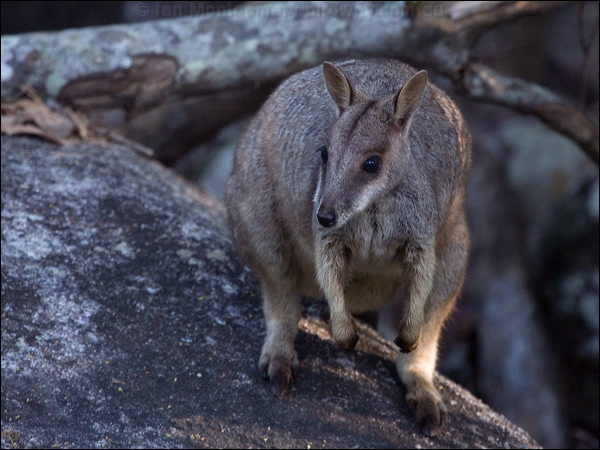 Allied Rock Wallaby allied_rock_wallaby_182092.psd