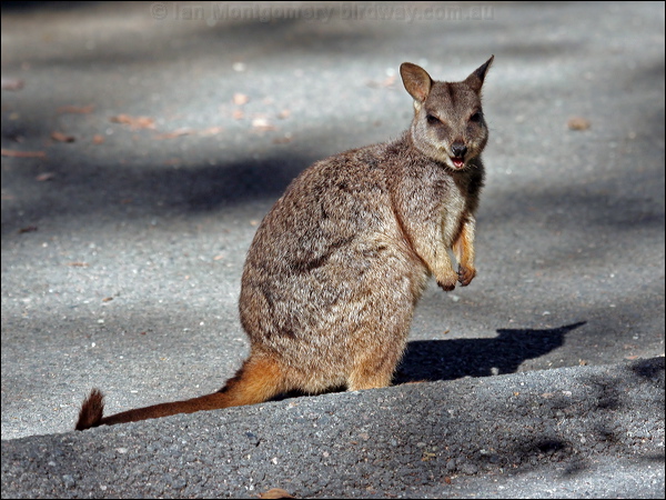 Allied Rock Wallaby allied_rock_wallaby_37299.psd
