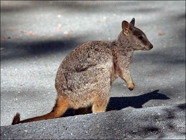 Allied Rock Wallaby allied_rock_wallaby_37303.psd