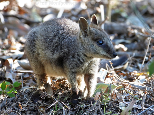 Allied Rock Wallaby allied_rock_wallaby_37314.psd