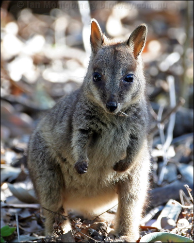 Allied Rock Wallaby allied_rock_wallaby_37316.psd