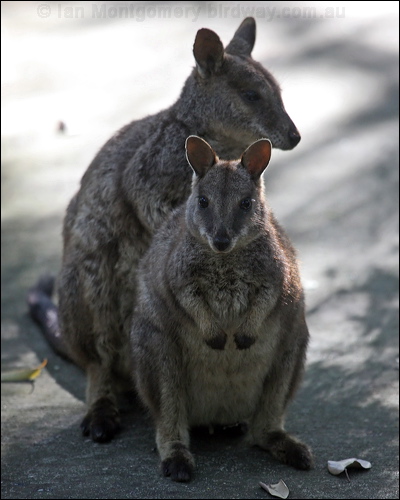 Allied Rock Wallaby allied_rock_wallaby_81347.psd