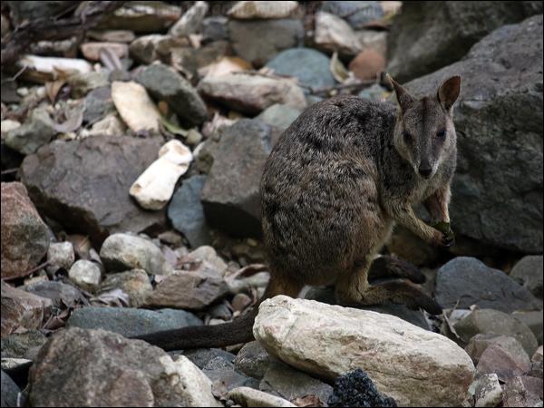 Allied Rock Wallaby allied_rock_wallaby_81355.psd