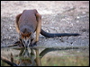 black_wallaby_115738