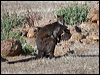 black_wallaby_163939