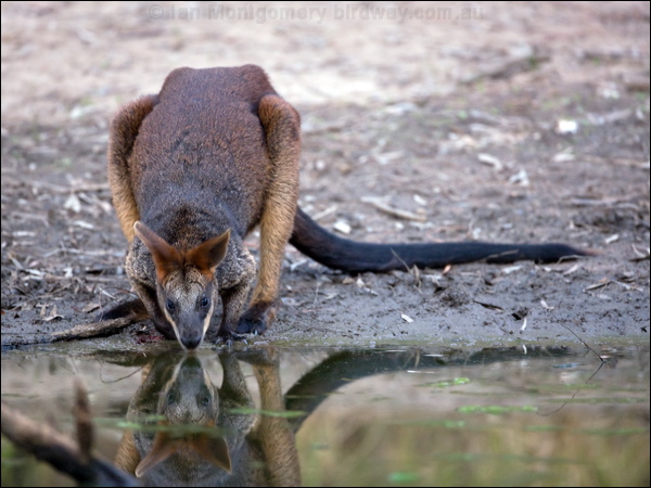 Black or Swamp Wallaby black_wallaby_115738.psd