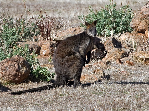 Black or Swamp Wallaby black_wallaby_163939.psd