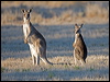 east_grey_kangaroo_153019