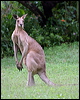 east_grey_kangaroo_32345