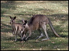 easterngrey_kangaroo_06807