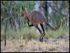 grey_kangaroo_151789