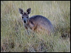 grey_kangaroo_151807