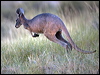 grey_kangaroo_151816