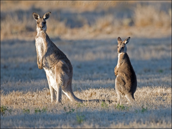 Eastern Grey Kangaroo east_grey_kangaroo_153019.psd