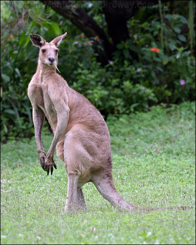 Eastern Grey Kangaroo east_grey_kangaroo_32345.psd