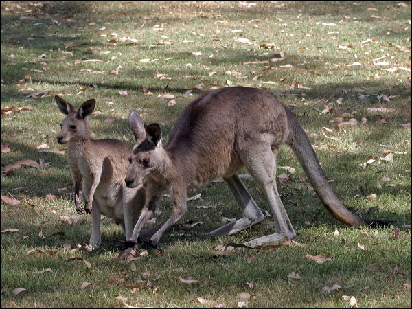 Eastern Grey Kangaroo easterngrey_kangaroo_06807.psd