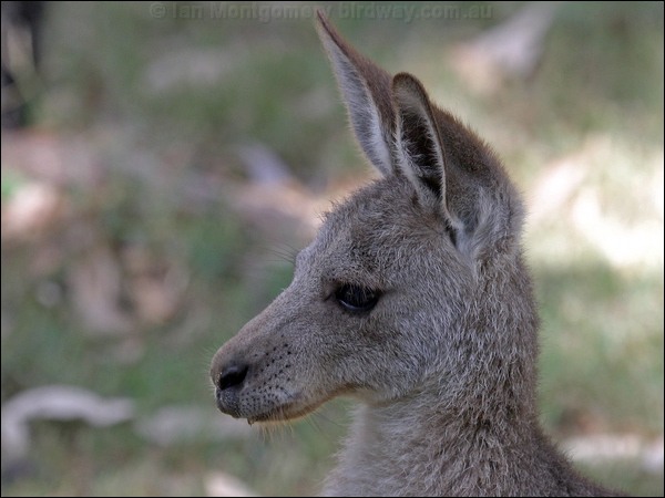Eastern Grey Kangaroo easterngrey_kangaroo_06811.psd