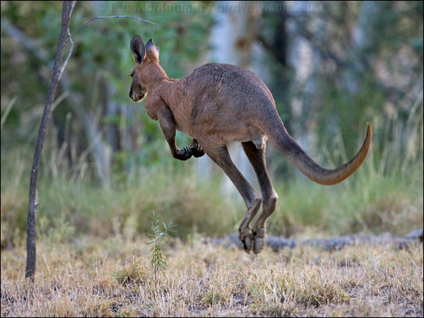 Eastern Grey Kangaroo grey_kangaroo_151789.psd