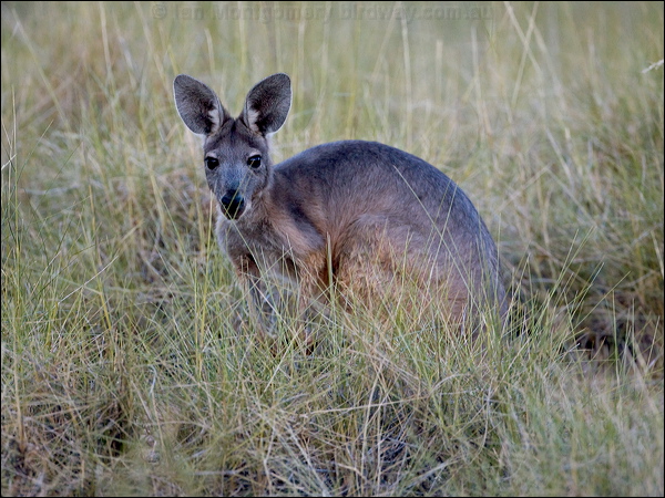 Eastern Grey Kangaroo grey_kangaroo_151807.psd