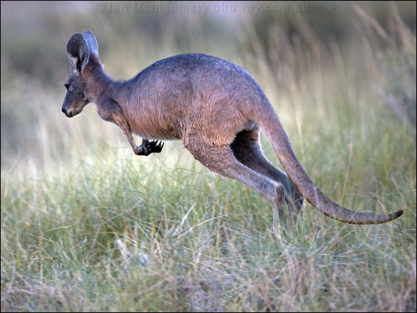 Eastern Grey Kangaroo grey_kangaroo_151816.psd