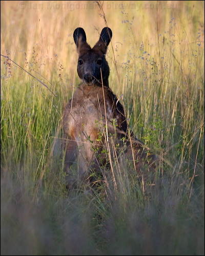 Euro or Common Wallaroo euro_100360.psd