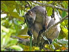 lumholtz_trkangaroo_129636