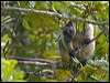 lumholtz_trkangaroo_129664