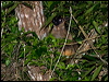 lumholtz_trkangaroo_156607