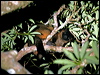 lumholtz_trkangaroo_36450