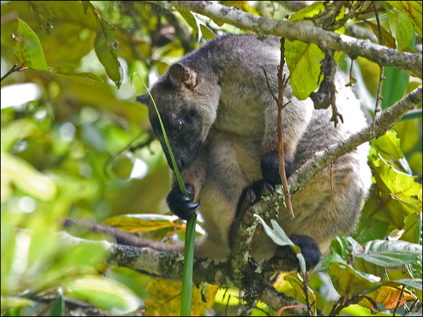 Lumholtz's Tree Kangaroo lumholtz_trkangaroo_129636.psd
