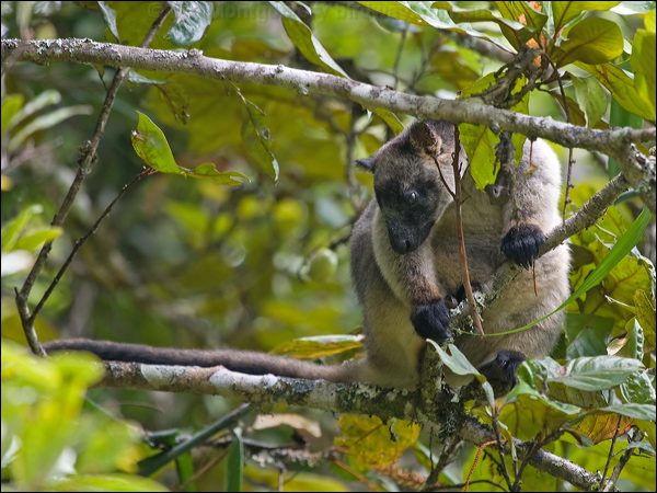 Lumholtz's Tree Kangaroo lumholtz_trkangaroo_129664.psd