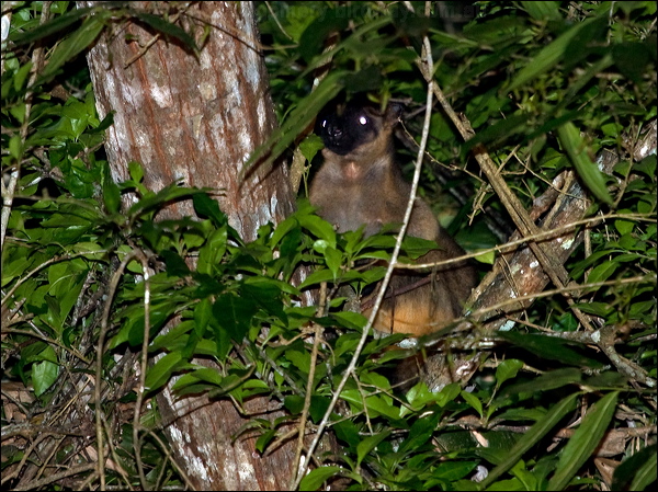 Lumholtz's Tree Kangaroo lumholtz_trkangaroo_156607.psd