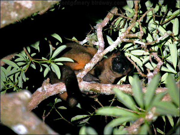Lumholtz's Tree Kangaroo lumholtz_trkangaroo_36450.psd