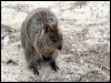 quokka_40755