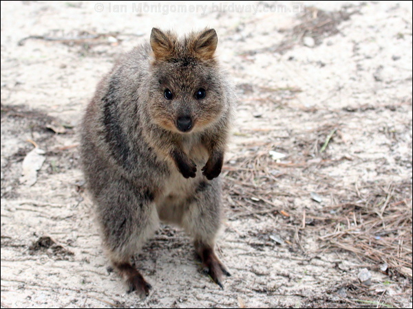 Quokka quokka_40753.psd