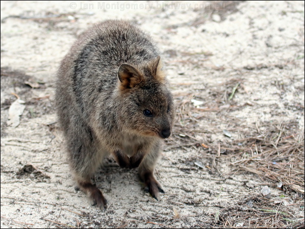 Quokka quokka_40755.psd