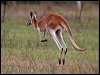 red_kangaroo_209667
