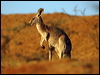 red_kangaroo_80546