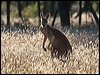 red_kangaroo_90010