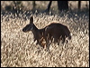 red_kangaroo_90011