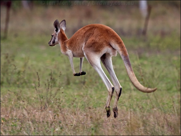 Red Kangaroo red_kangaroo_209667.psd