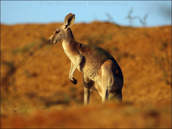 Red Kangaroo red_kangaroo_80546.psd